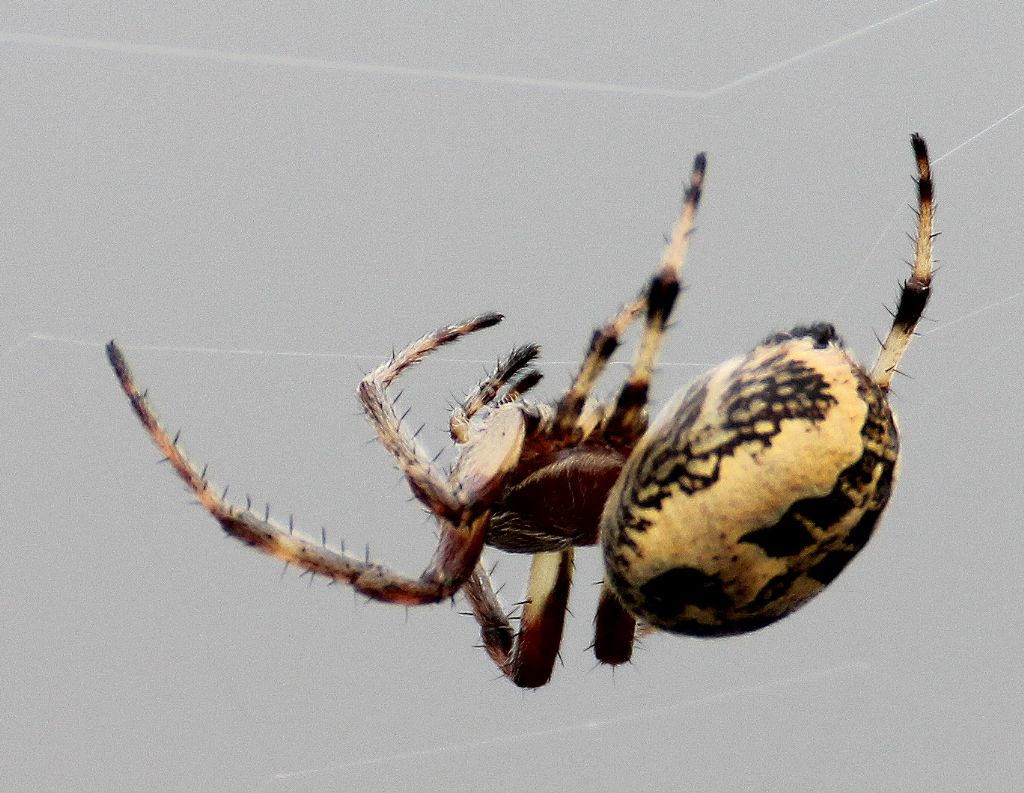 Larinioides cf. cornutus - Candia (TO)